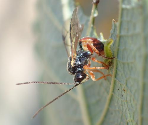 Rhorus sp.